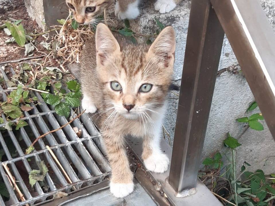 Adotta un gatto, taglia non valida, femmina, Napoli