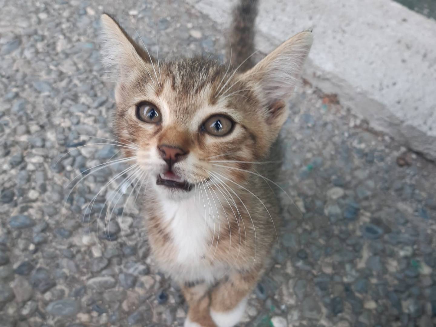 Vuoi adottare un gatto a Napoli?