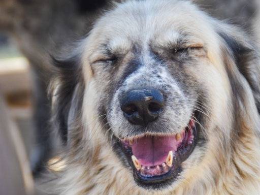 Adotta un cane, femmina, 10 anni e 2 mesi, Crotone