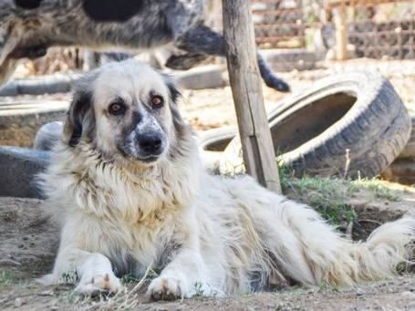 Adotta un cane, taglia gigante, femmina, Crotone