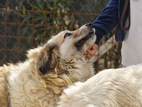 Vuoi adottare un cane a Crotone?