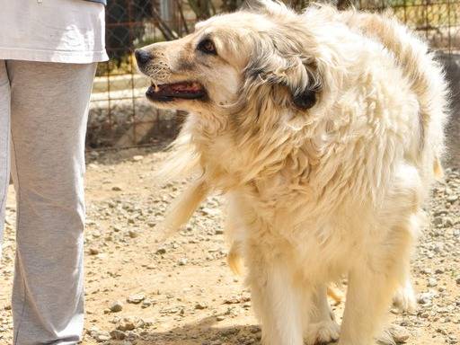 Adotta il cane regina a Crotone