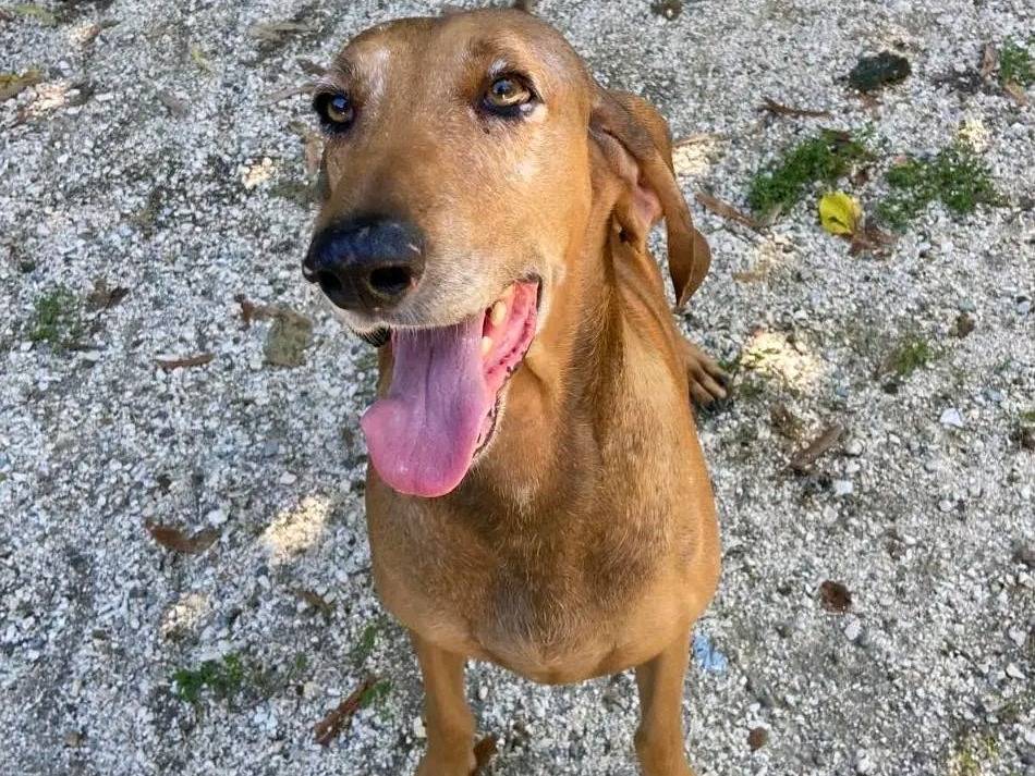 Adozione cane, maschio, Segugio Razza sconosciuta, 5 anni e 8 mesi, taglia media, Cremona