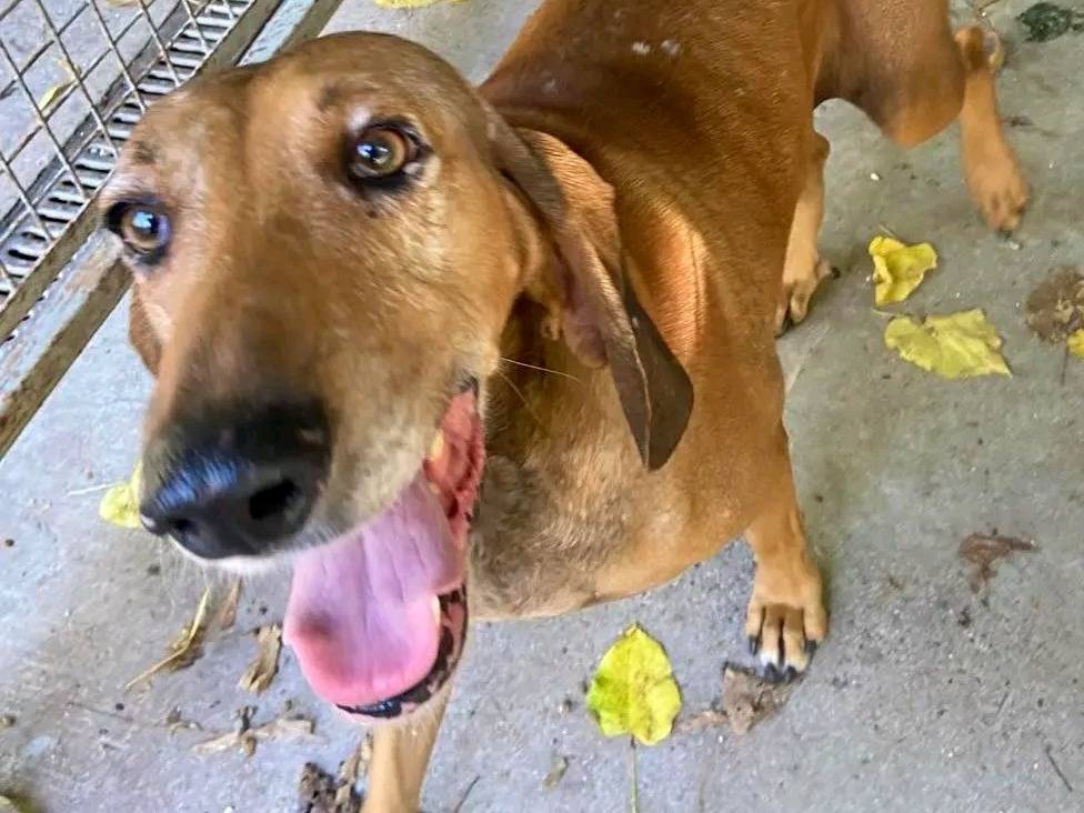 Adotta un cane, maschio, 5 anni e 8 mesi, Cremona
