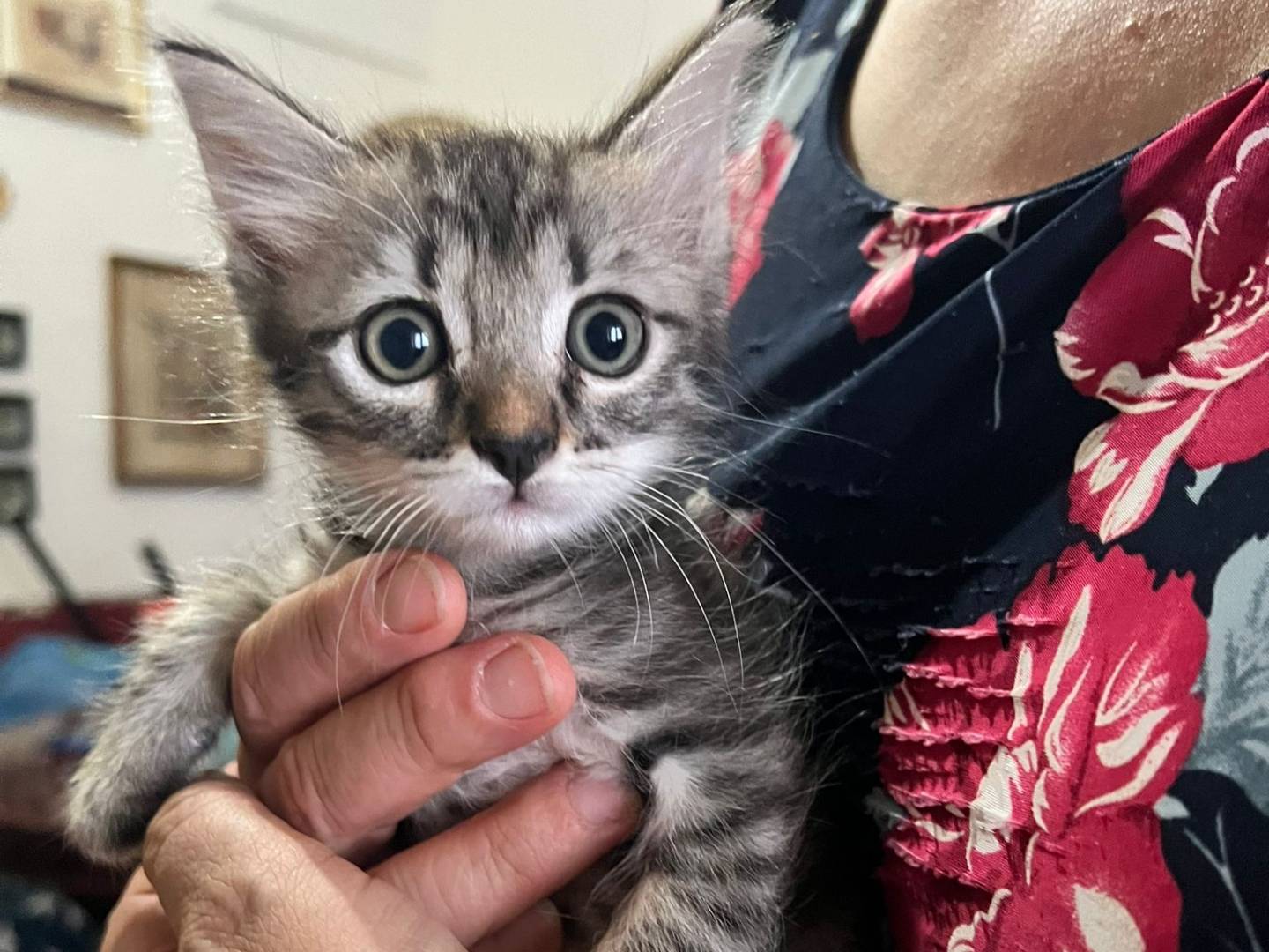 Adozione gatto, maschio, Razza sconosciuta Razza sconosciuta, 2 mesi, taglia non valida, Lecce