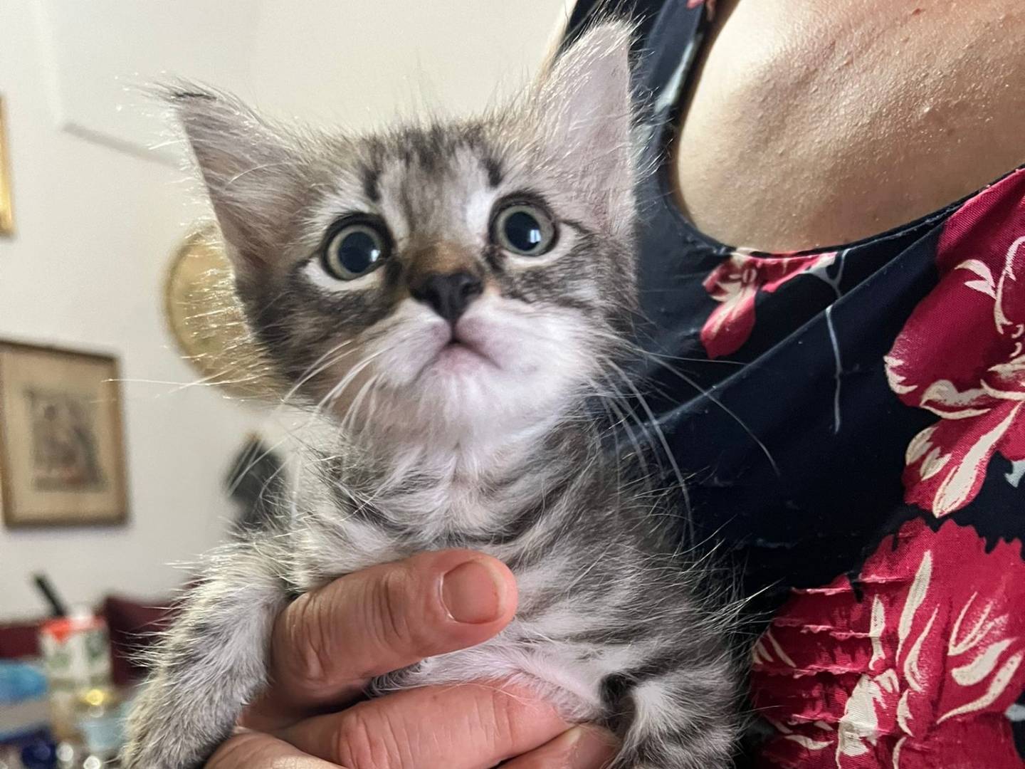 Adotta un gatto, maschio, 2 mesi, Lecce