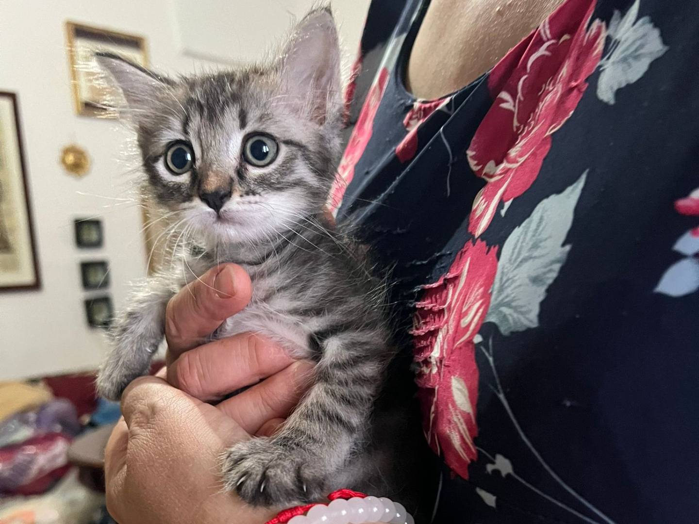 Adotta un gatto, taglia non valida, maschio, Lecce