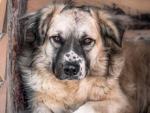 Adozione cane, maschio, Razza sconosciuta Razza sconosciuta, 4 anni e 2 mesi, taglia grande, Crotone