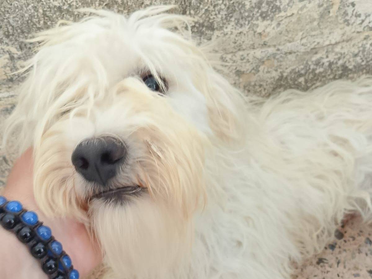 Adozione cane, maschio, Maltese Razza sconosciuta, 1 anno e 3 mesi, taglia media contenuta, Crotone