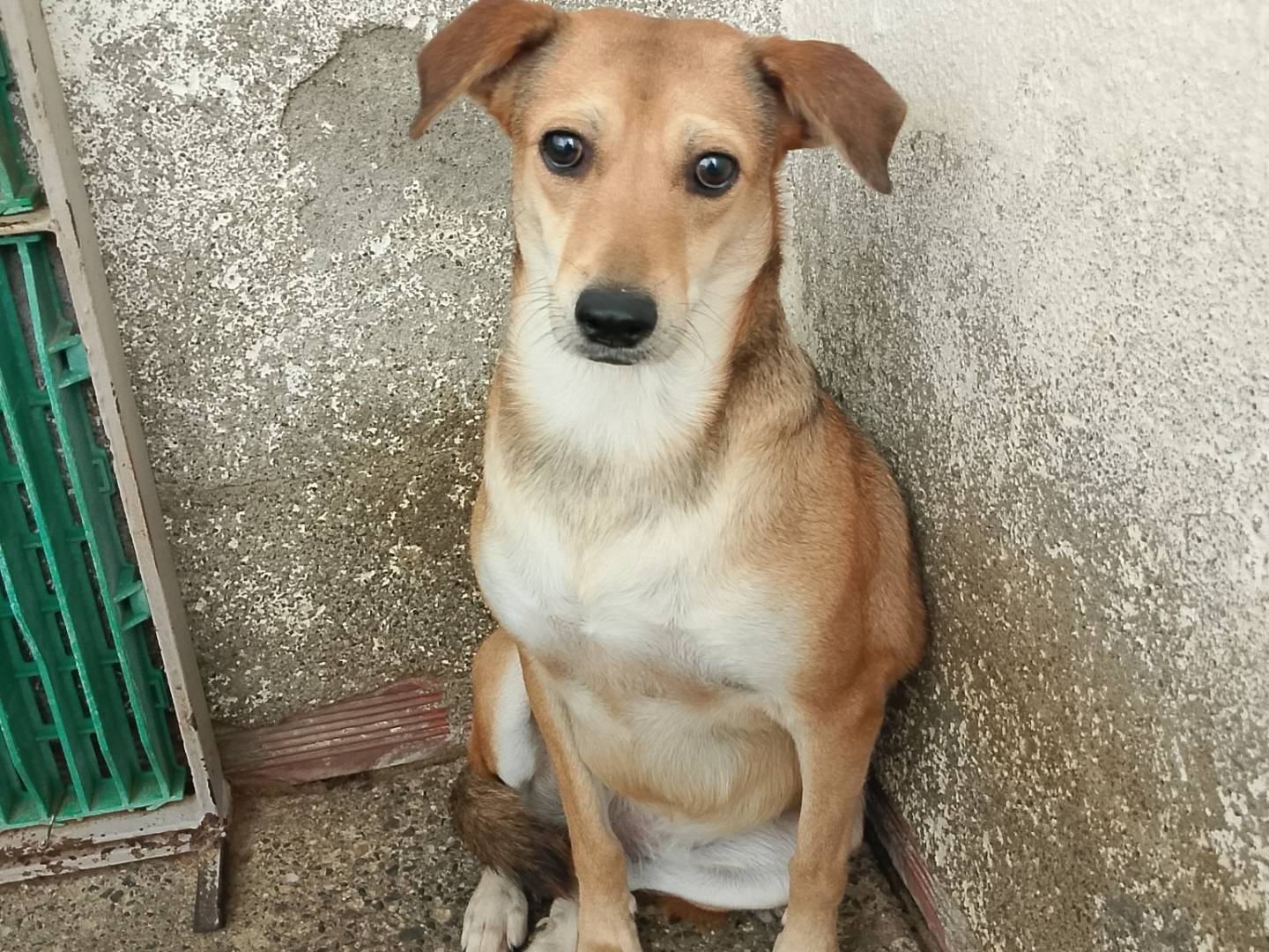 Adozione cane, femmina, Razza sconosciuta Razza sconosciuta, 4 anni e 3 mesi, taglia piccola, Crotone