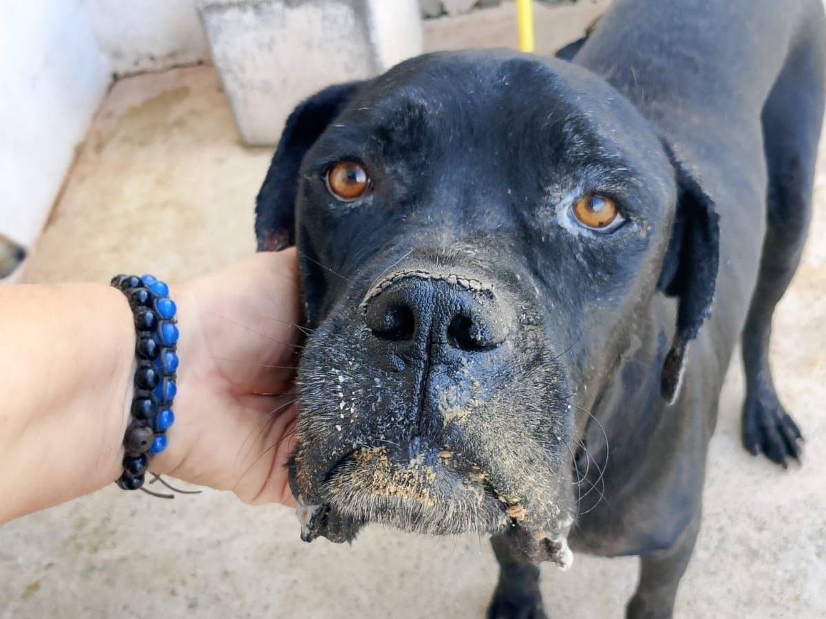 Adozione cane, maschio, Corso Razza sconosciuta, 3 anni e 3 mesi, taglia grande, Crotone