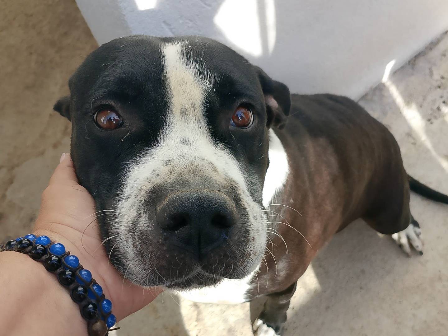 Adozione cane, maschio, Amstaff Razza sconosciuta, 6 anni e 3 mesi, taglia grande, Crotone
