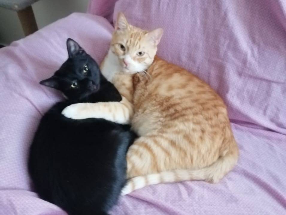 Adozione gatto, maschio, Razza sconosciuta Razza sconosciuta, 4 anni e 5 mesi, taglia non valida, Torino