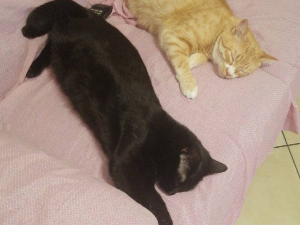 Vuoi adottare un gatto a Torino?