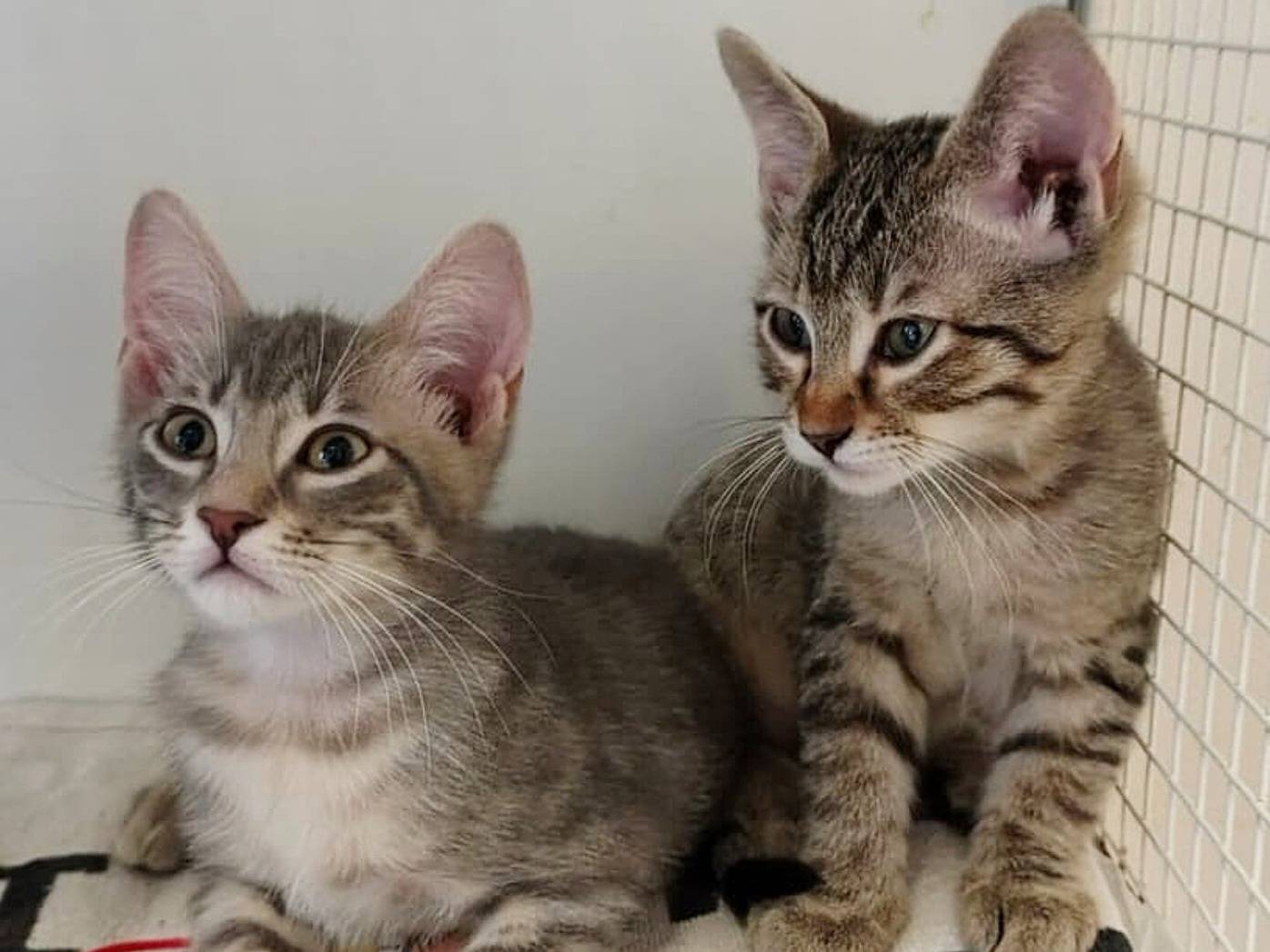 Adozione gatto, maschio, Razza sconosciuta Razza sconosciuta, 4 mesi, taglia non valida, Torino