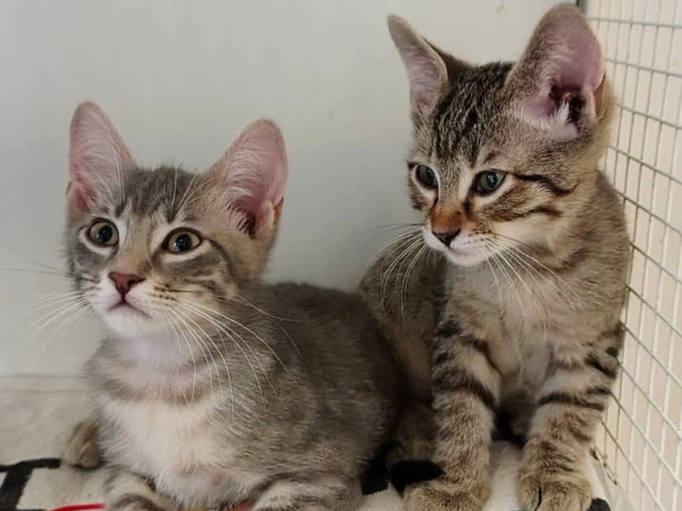Adozione gatto, maschio, Razza sconosciuta Razza sconosciuta, 4 mesi, taglia non valida, Torino