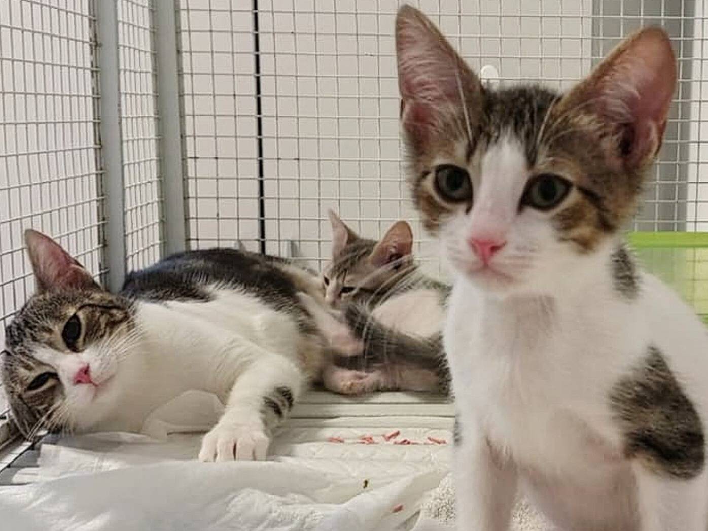 Adozione gatto, maschio, Razza sconosciuta Razza sconosciuta, 4 mesi, taglia non valida, Torino