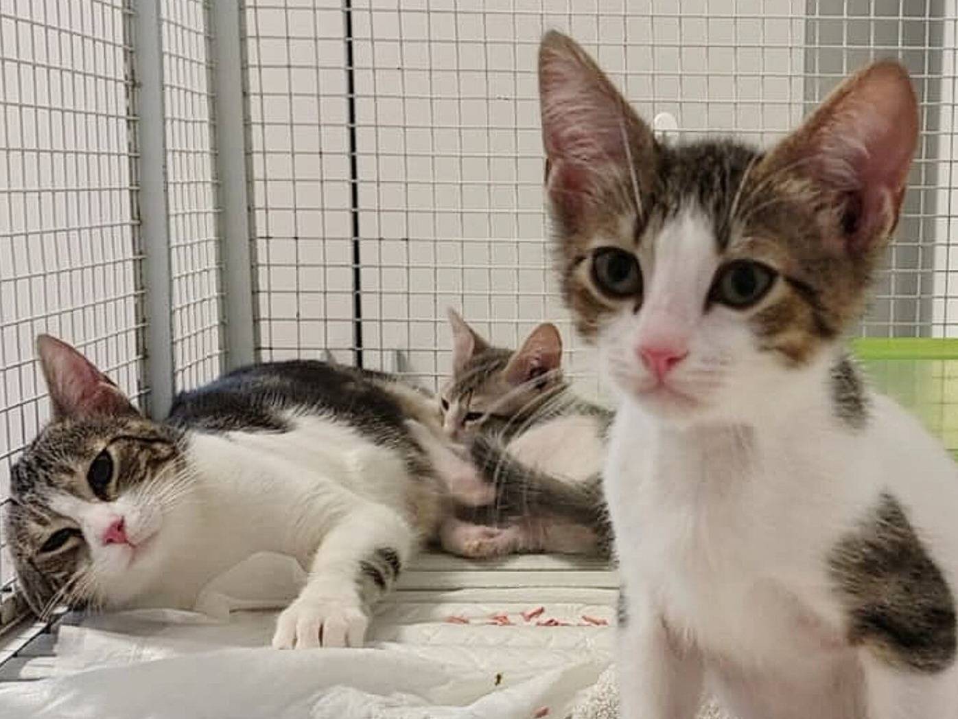 Adozione gatto, femmina, Razza sconosciuta Razza sconosciuta, 4 mesi, taglia non valida, Torino