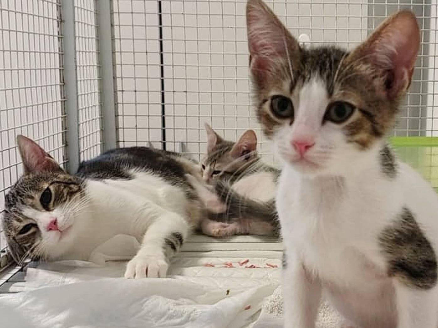 Adozione gatto, femmina, Razza sconosciuta Razza sconosciuta, 4 mesi, taglia non valida, Torino