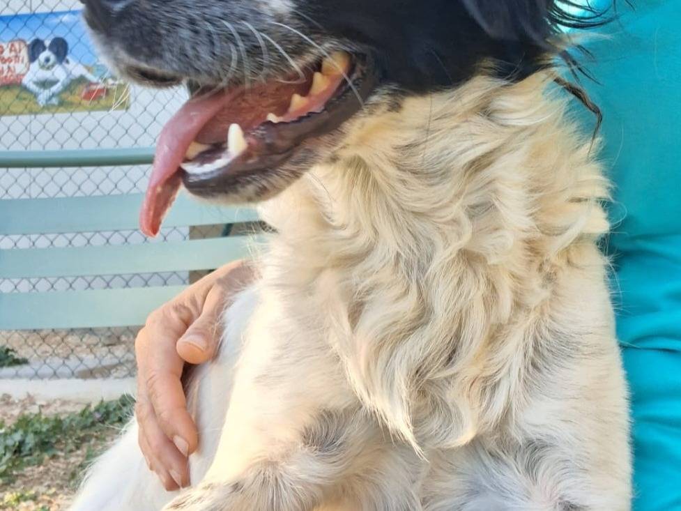 Vuoi adottare un cane a Terni?