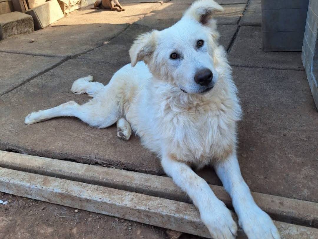 Adozione cane, maschio, Pastore maremmano Razza sconosciuta, 8 mesi, taglia grande, Brescia