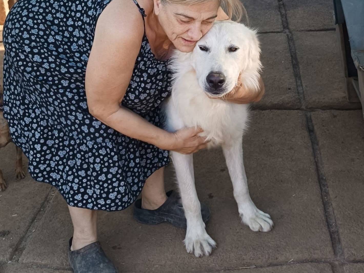 Adotta un cane, maschio, 8 mesi, Brescia