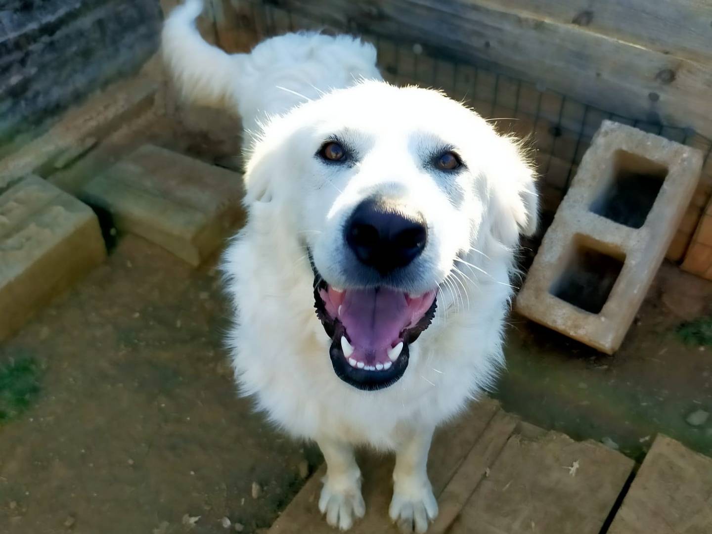 Adotta un cane, taglia grande, maschio, Brescia