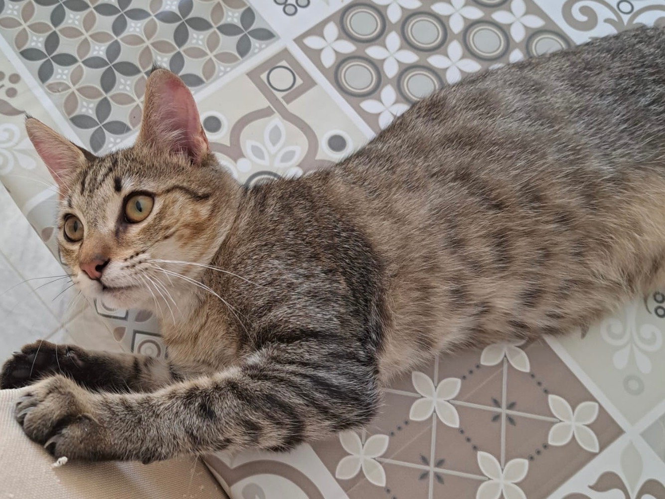 Adozione gatto, maschio, Razza sconosciuta Razza sconosciuta, 3 mesi, taglia non valida, Ferrara