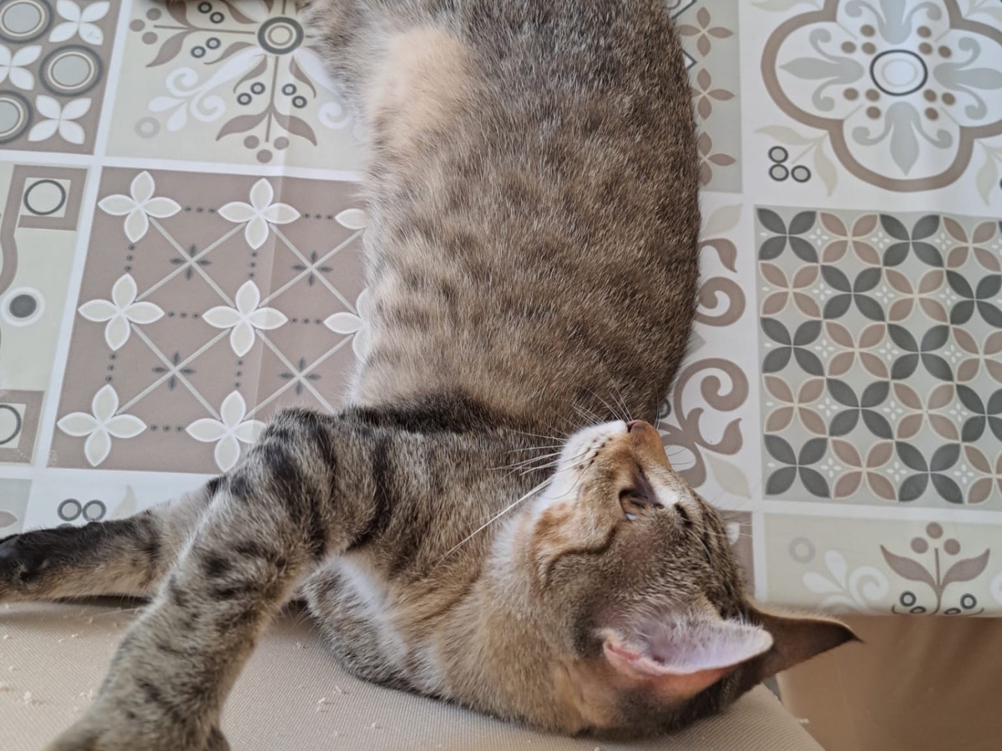 Adotta un gatto, maschio, 3 mesi, Ferrara