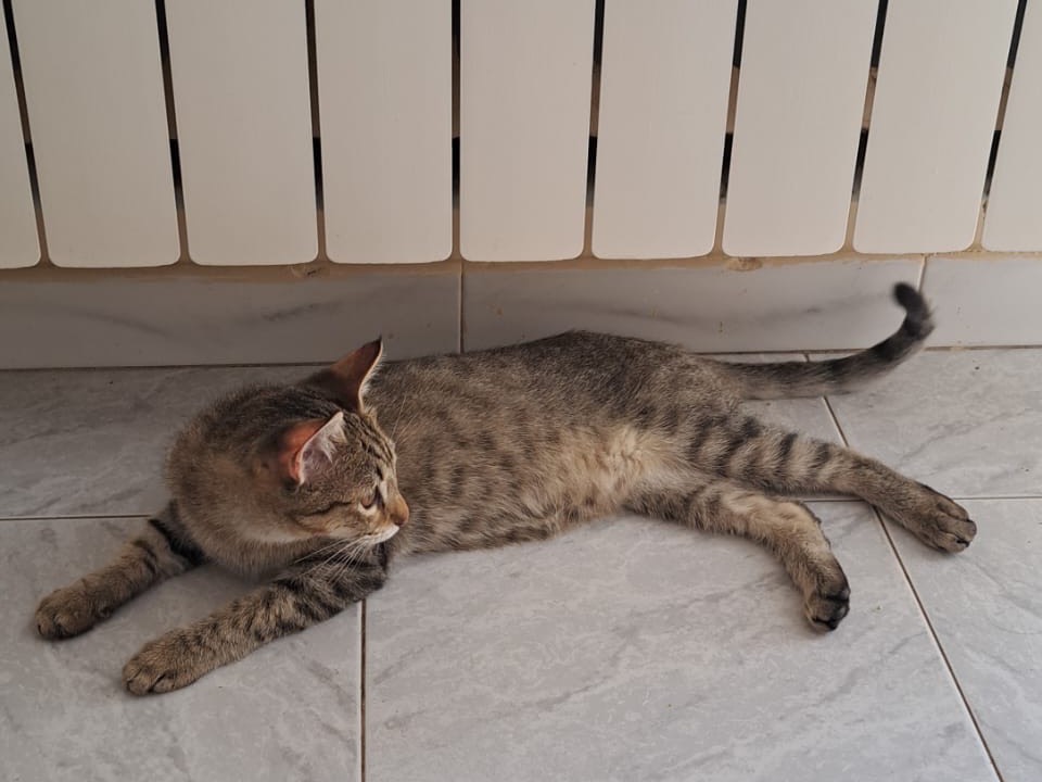 Adotta un gatto, taglia non valida, maschio, Ferrara