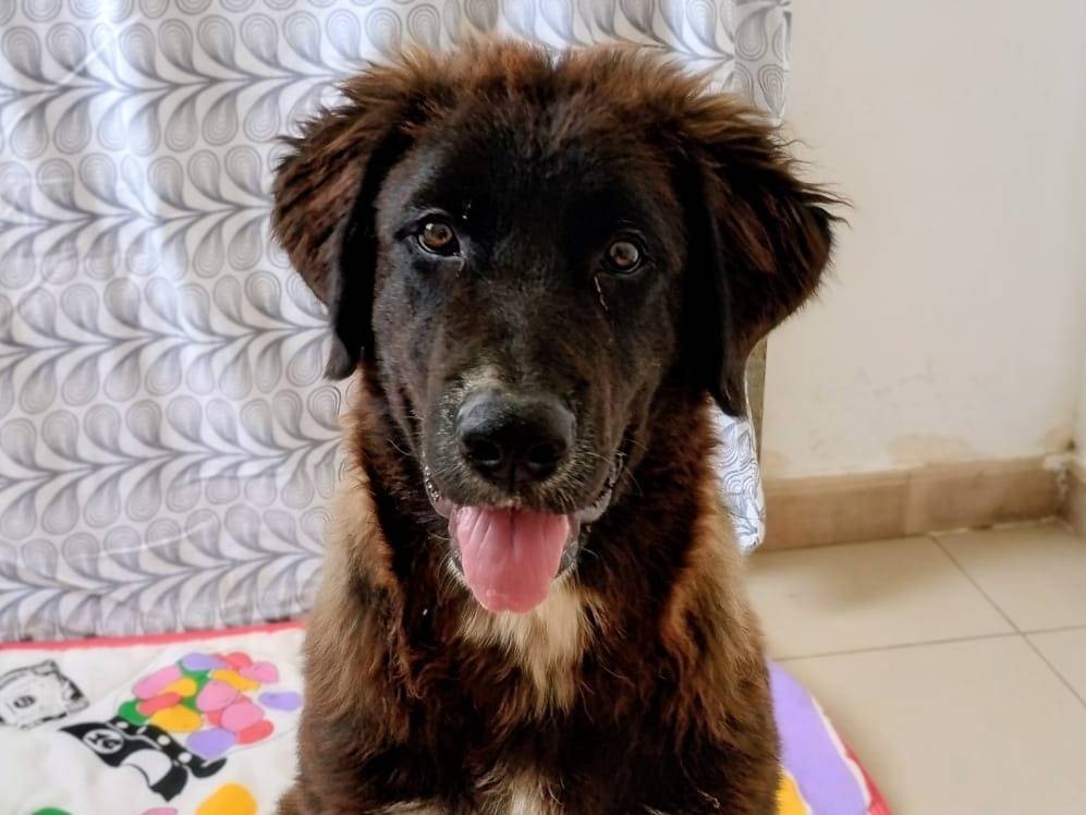 Adozione cane, maschio, Razza sconosciuta Razza sconosciuta, 5 mesi, taglia grande, Taranto