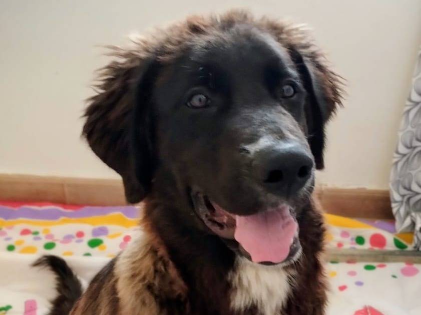 Adotta un cane, maschio, 5 mesi, Taranto
