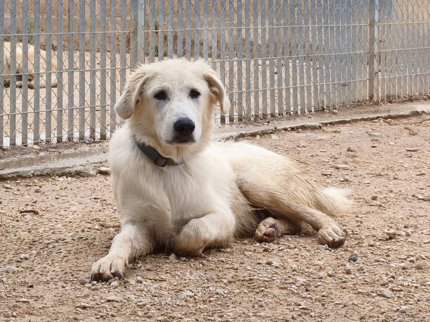 Adozione cane, maschio, Razza sconosciuta Razza sconosciuta, 6 mesi, taglia media, Taranto