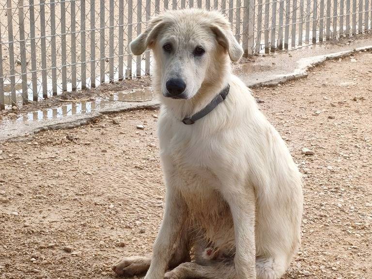 Adotta un cane, maschio, 6 mesi, Taranto