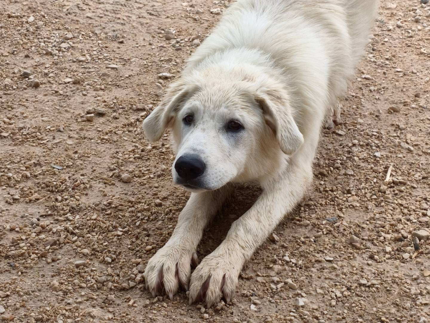 Adotta un cane, taglia media, maschio, Taranto