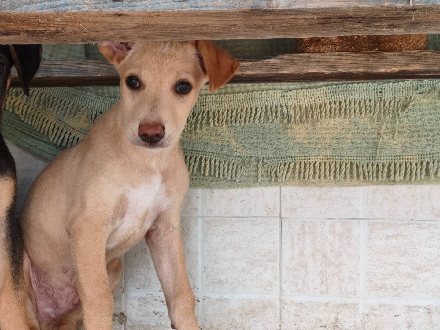 Adozione cane, maschio, Razza sconosciuta Razza sconosciuta, 2 mesi, taglia media, Taranto