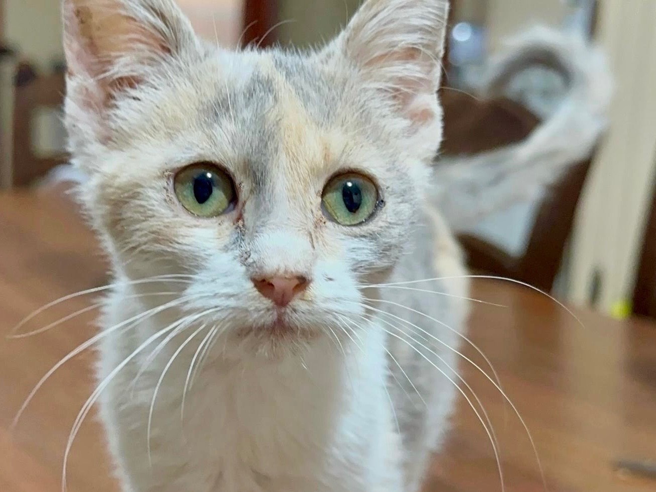 Adozione gatto, femmina, Razza sconosciuta Razza sconosciuta, 3 mesi, taglia non valida, Milano