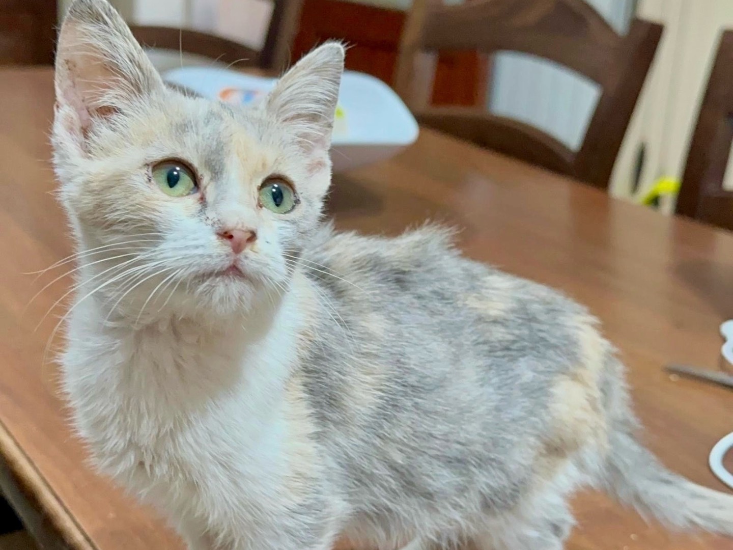 Adotta un gatto, femmina, 3 mesi, Milano
