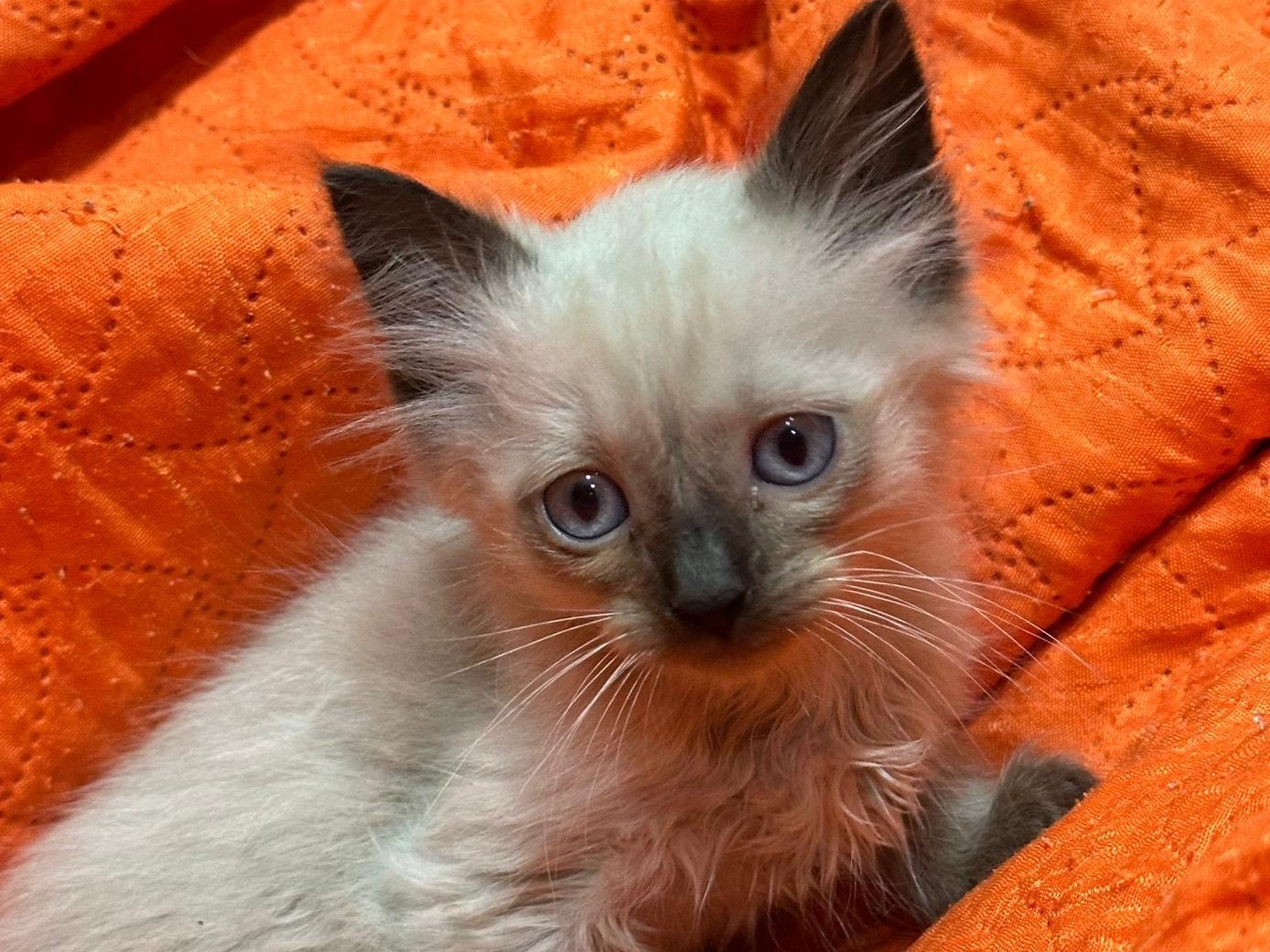 Adozione gatto, femmina, Razza sconosciuta Razza sconosciuta, 2 mesi, taglia non valida, Milano