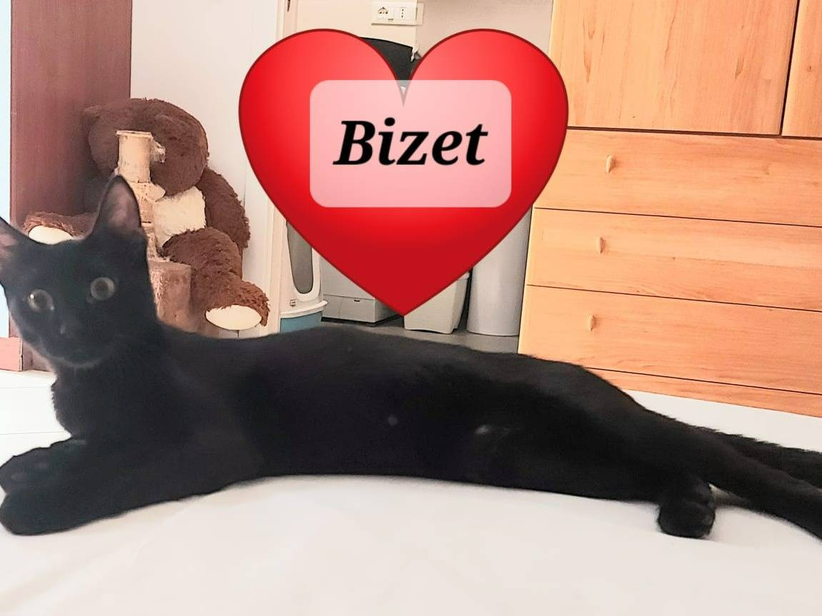 Adozione gatto, maschio, Razza sconosciuta Razza sconosciuta, 2 settimane, taglia non valida, Pavia