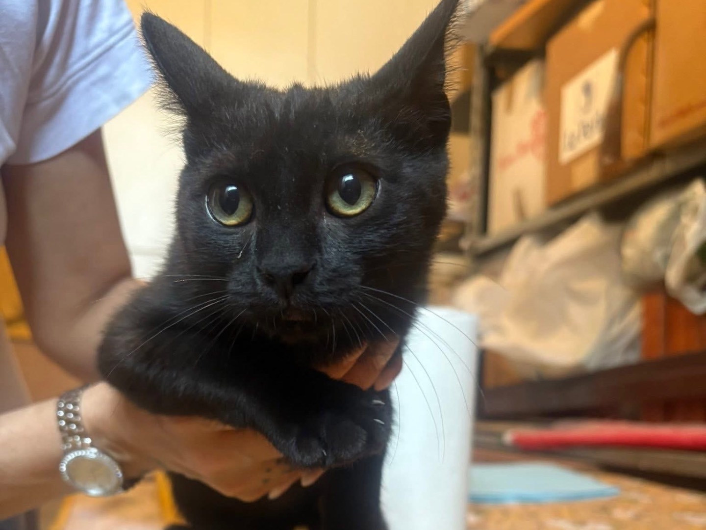 Adozione cane, femmina, Razza sconosciuta Razza sconosciuta, 2 anni, taglia piccola, Potenza