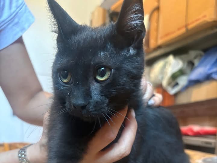 Adotta un cane, femmina, 2 anni, Potenza