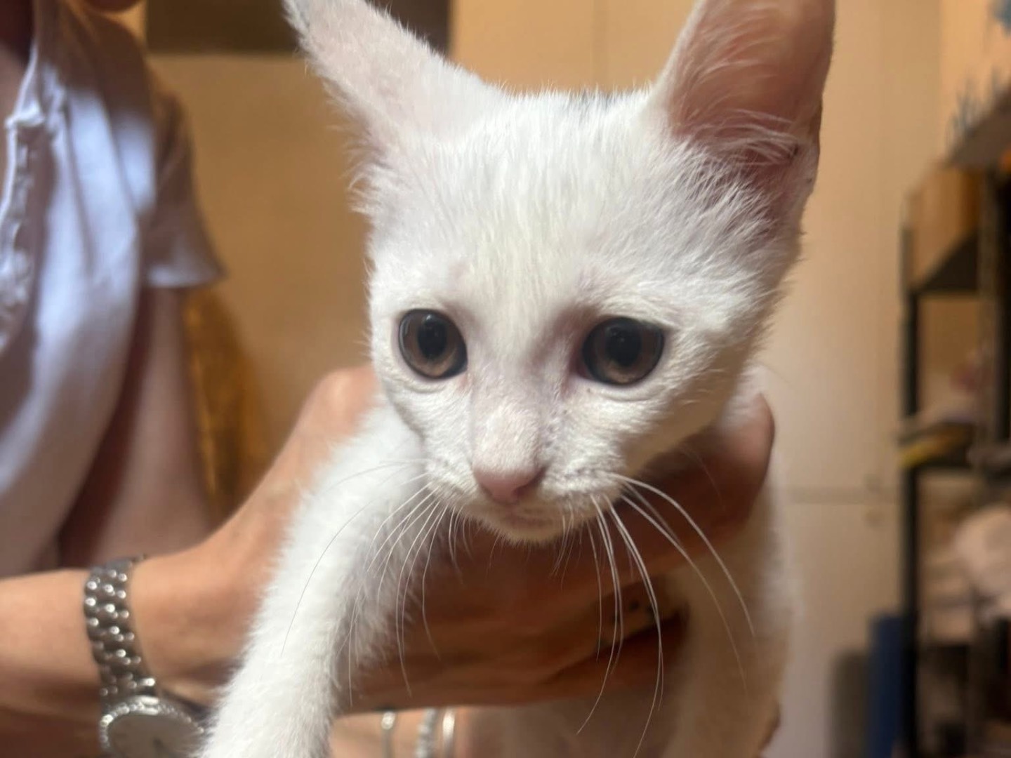Adotta un gatto, maschio, 4 mesi, Potenza