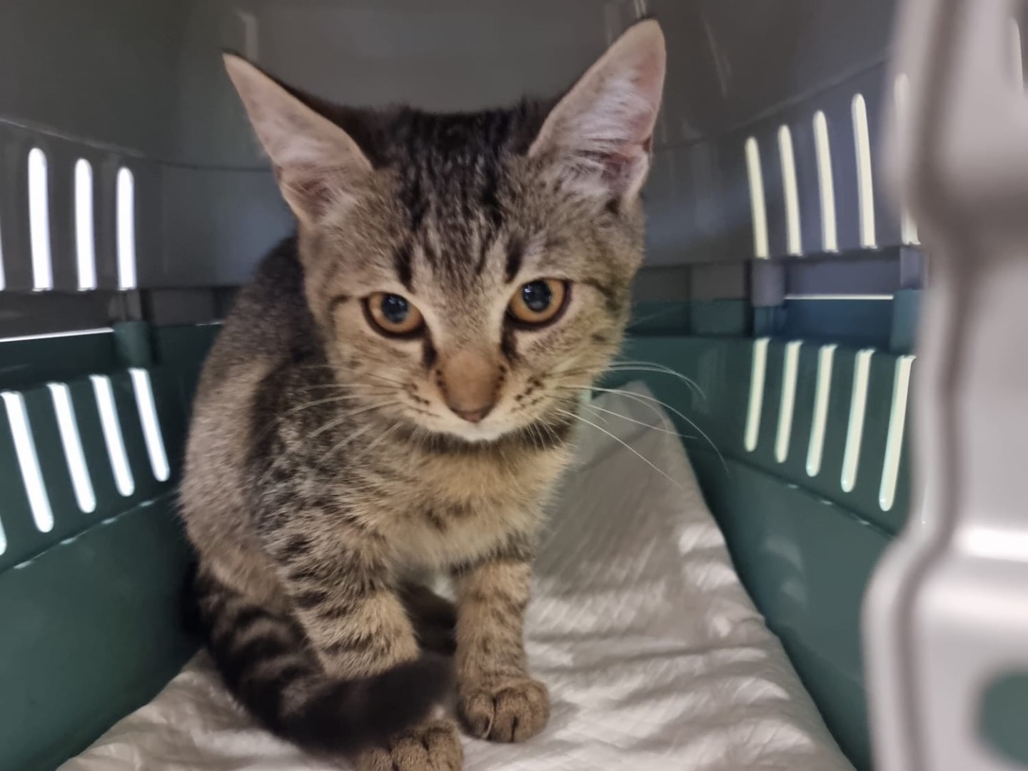 Adozione gatto, femmina, Razza sconosciuta Razza sconosciuta, 8 mesi, taglia non valida, Brescia
