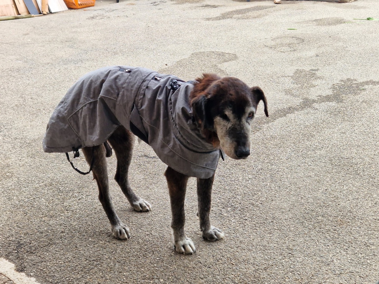 Adozione cane, maschio, Razza sconosciuta Razza sconosciuta, 16 anni e 4 mesi, taglia media, Milano