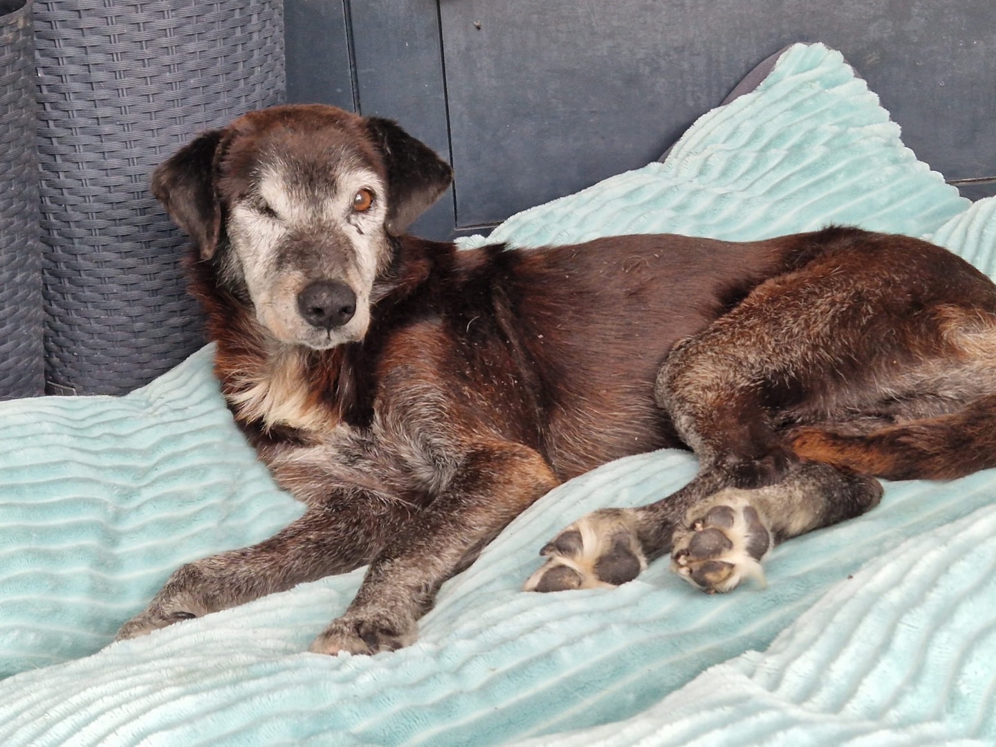 Adotta un cane, maschio, 16 anni e 4 mesi, Milano