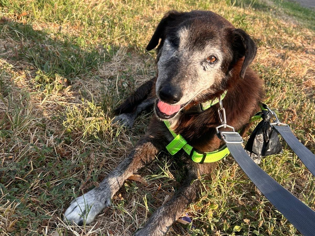 Adotta un cane, taglia media, maschio, Milano