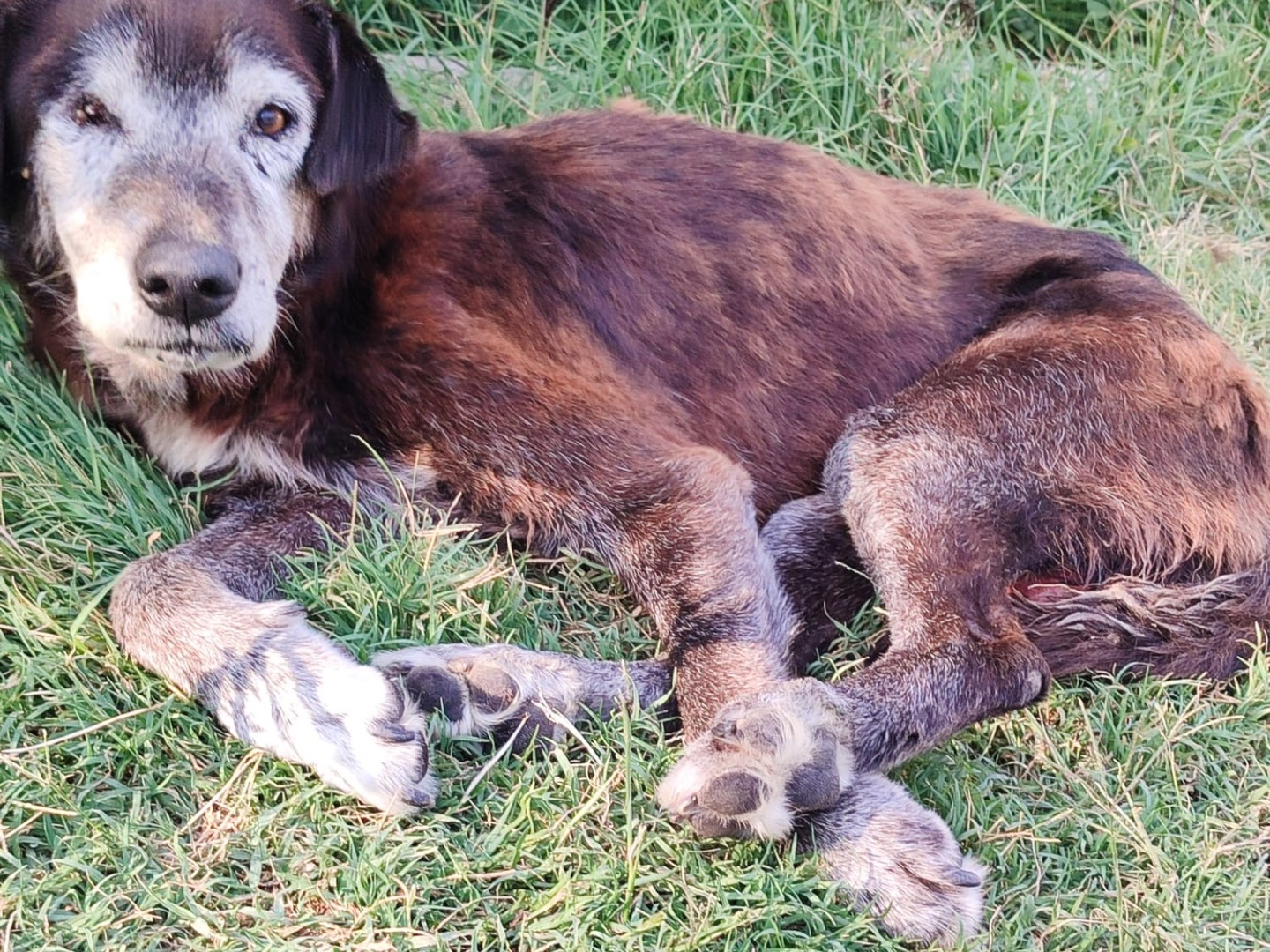 Vuoi adottare un cane a Milano?