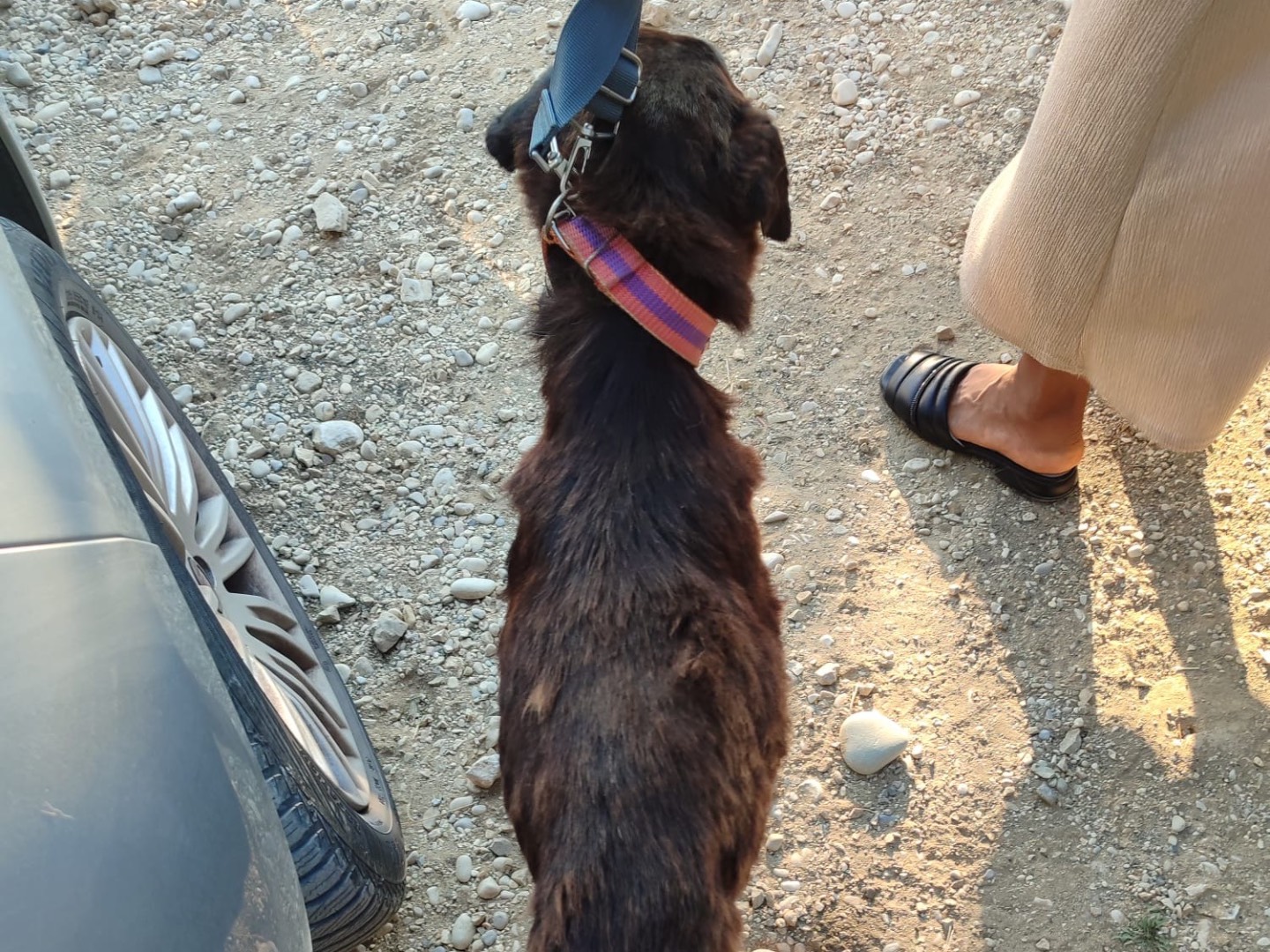 Adotta il cane Angelo Patric a Milano