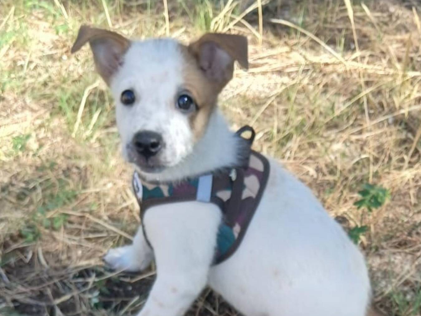 Adozione cane, femmina, Razza sconosciuta Razza sconosciuta, 2 mesi, taglia media, Bari